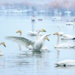 Snowy_Swan_Spectacle_Lights_Up_North_China_Wetlands____