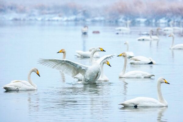 Snowy_Swan_Spectacle_Lights_Up_North_China_Wetlands____ - 🌍NewspaperAmigo – Your Global News Buddy 🗞️ Snowy_Swan_Spectacle_Lights_Up_North_China_Wetlands____