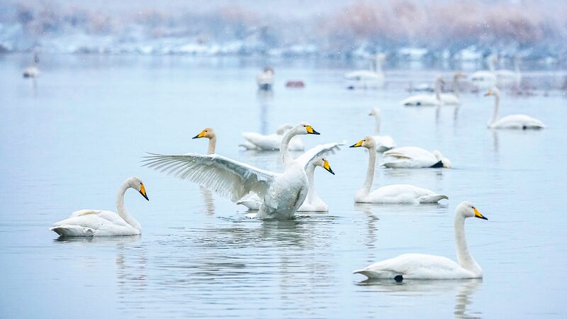 Snowy_Swan_Spectacle_Lights_Up_North_China_Wetlands____ - 🌍NewspaperAmigo – Your Global News Buddy 🗞️ Snowy_Swan_Spectacle_Lights_Up_North_China_Wetlands____