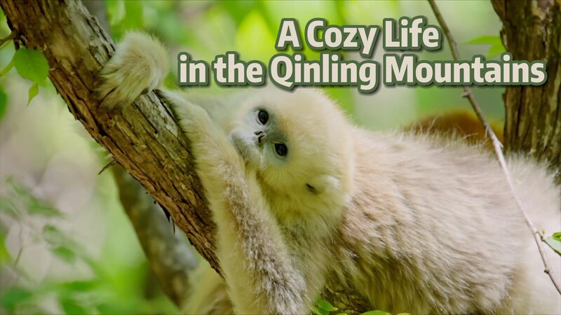 Snub-Nosed Monkeys Chill in Qinling Canopy 🌿🐒 Snub_Nosed_Monkeys_Chill_in_Qinling_Canopy___ video poster
