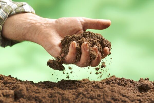 Sound_Waves_Boost_Soil_Fungi_Growth____Study_Finds
