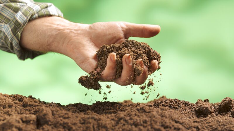 Sound_Waves_Boost_Soil_Fungi_Growth____Study_Finds