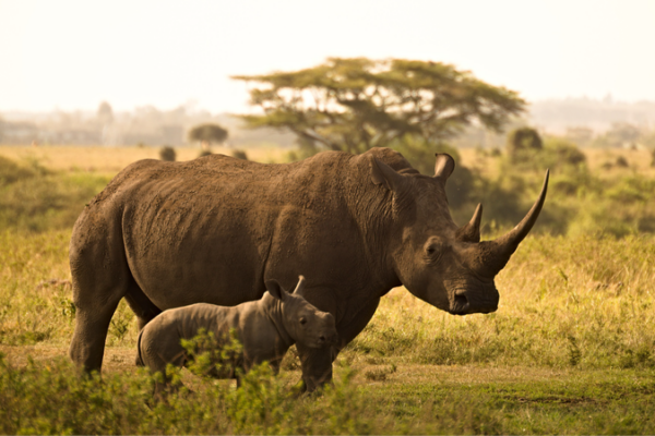 🦏 South Africa Fights Rhino Poaching with Nuclear Tech 🌍💥 __South_Africa_Fights_Rhino_Poaching_with_Nuclear_Tech___