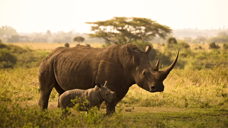 __South_Africa_Fights_Rhino_Poaching_with_Nuclear_Tech___