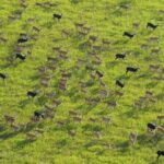 __South_Sudan_s_Great_Antelope_Migration_Faces_Poaching_Threat__
