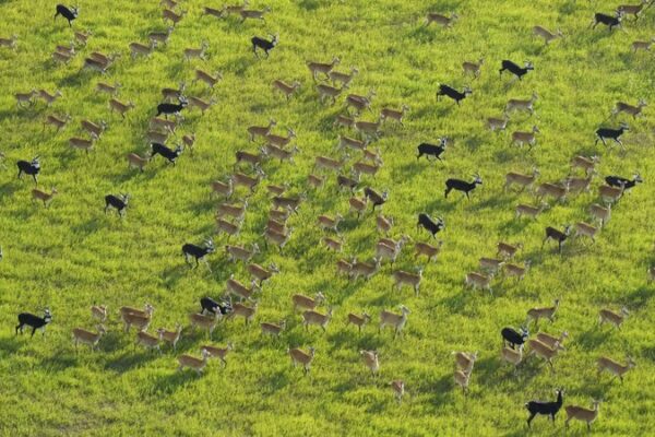 🦌 South Sudan’s Great Antelope Migration Faces Poaching Threat 🌍 __South_Sudan_s_Great_Antelope_Migration_Faces_Poaching_Threat__