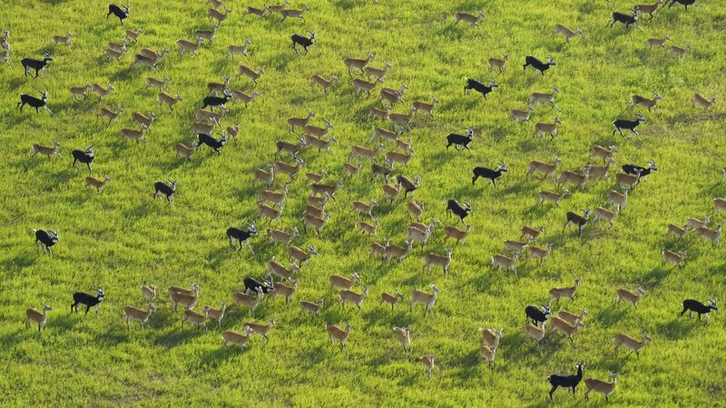 __South_Sudan_s_Great_Antelope_Migration_Faces_Poaching_Threat__