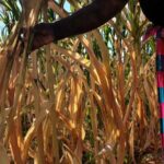 Southern_Africa_Faces_Grain_Crisis_as_El_Nin_o_Drought_Worsens___