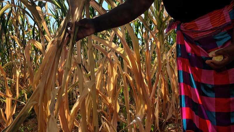Southern_Africa_Faces_Grain_Crisis_as_El_Nin_o_Drought_Worsens___