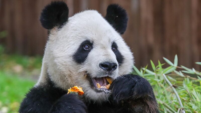 __Spain_s_New_Panda_Ambassadors_Set_to_Charm_Madrid_