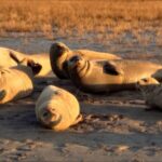 Spotted_Seals_Soak_Up_the_Sun_in_China_s_Liaohe_Estuary___ video poster