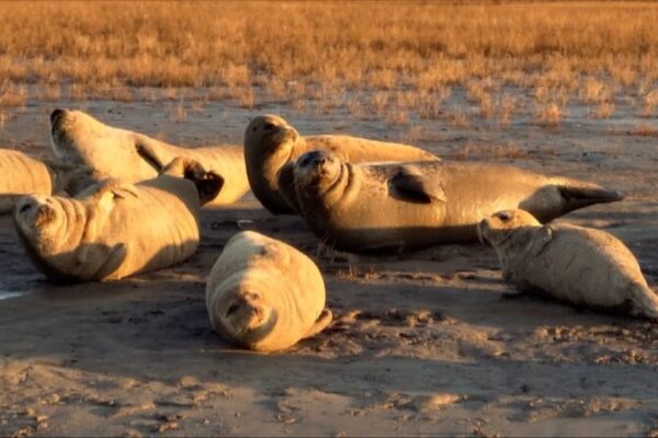 Spotted Seals Soak Up the Sun in China’s Liaohe Estuary 🦭🌞 Spotted_Seals_Soak_Up_the_Sun_in_China_s_Liaohe_Estuary___ video poster