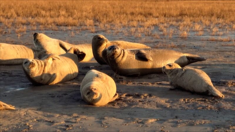 Spotted_Seals_Soak_Up_the_Sun_in_China_s_Liaohe_Estuary____poster - 🌍NewspaperAmigo – Your Global News Buddy 🗞️ Spotted_Seals_Soak_Up_the_Sun_in_China_s_Liaohe_Estuary___ video poster