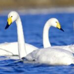 Spring_Awakening__China_s_Northern_Coast_Blooms_with_Wildlife___ video poster