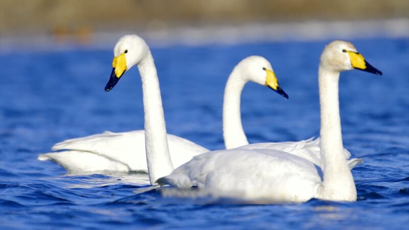 Spring_Awakening__China_s_Northern_Coast_Blooms_with_Wildlife___ video poster