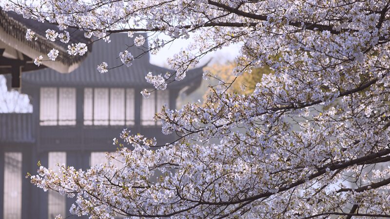 Spring_Awakens_at_Hangzhou_s_Quyuan_Fenghe_Park___