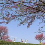 __Spring_Blooms_Across_China__Top_Travel_Picks___ video poster