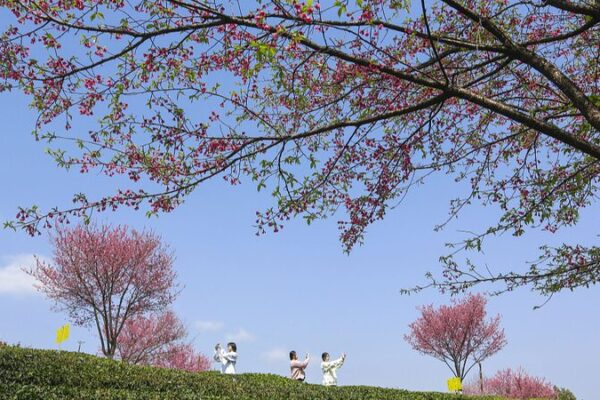 🌸 Spring Blooms Across China: Top Travel Picks 🌼💮 __Spring_Blooms_Across_China__Top_Travel_Picks___ video poster