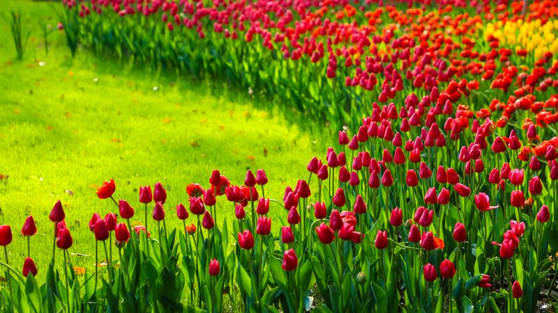 Spring_Blooms_Paint_Hangzhou_Park___ - 🌍NewspaperAmigo – Your Global News Buddy 🗞️ Spring_Blooms_Paint_Hangzhou_Park___