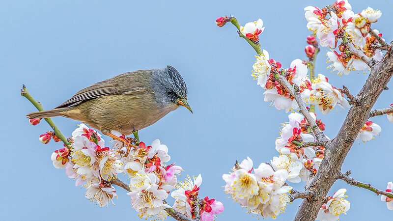 Spring_Blooms___Birds_Paint_Chongqing_in_Poetry___
