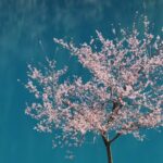 Spring_Blooms_in_Jiuzhaigou__A_Real_Life_Fairy_Tale____ video poster