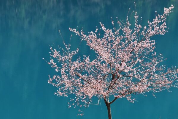 Spring Blooms in Jiuzhaigou: A Real-Life Fairy Tale 🌸🏞️ Spring_Blooms_in_Jiuzhaigou__A_Real_Life_Fairy_Tale____ video poster