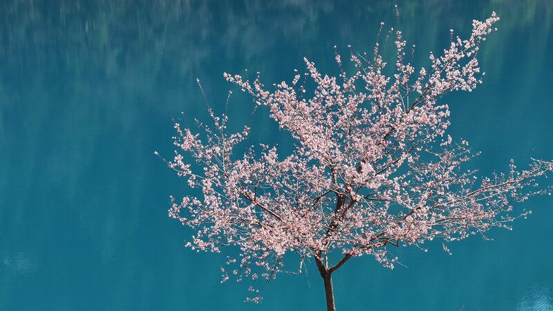 Spring_Blooms_in_Jiuzhaigou__A_Real_Life_Fairy_Tale_____poster - 🌍NewspaperAmigo – Your Global News Buddy 🗞️ Spring_Blooms_in_Jiuzhaigou__A_Real_Life_Fairy_Tale____ video poster