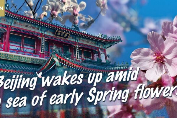 Spring_Blossoms_Paint_Beijing_in_Pastel_Hues____