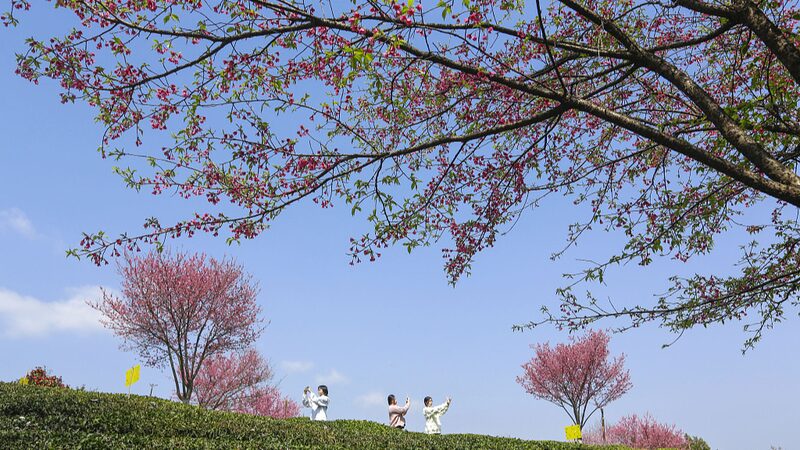 Spring_Fever__China_s_Most_Instagram_Worthy_Blossom_Destinations_____poster - 🌍NewspaperAmigo – Your Global News Buddy 🗞️ Spring_Fever__China_s_Most_Instagram_Worthy_Blossom_Destinations____ video poster