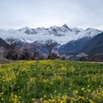 Spring_Glow__Nyingchi_s_Wild_Peach_Blossoms_in_Bloom___ video poster