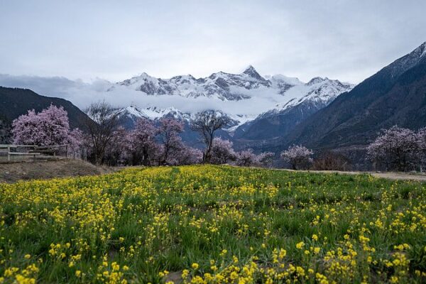 Spring Glow: Nyingchi’s Wild Peach Blossoms in Bloom ๐ธโจ Spring_Glow__Nyingchi_s_Wild_Peach_Blossoms_in_Bloom___ video poster