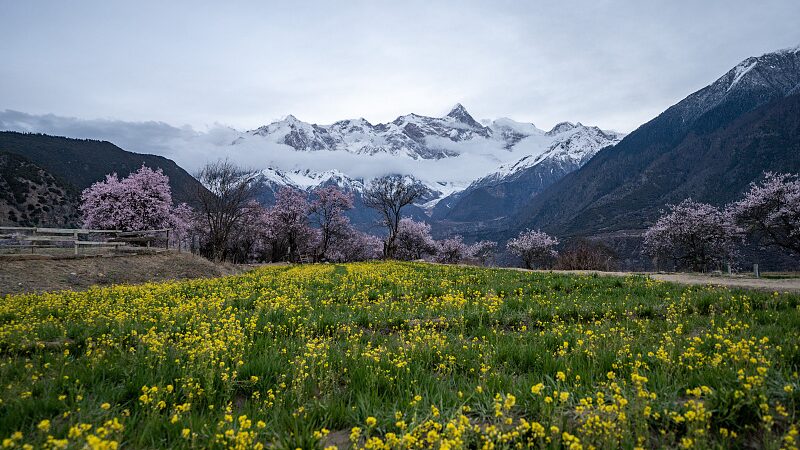 Spring_Glow__Nyingchi_s_Wild_Peach_Blossoms_in_Bloom____poster - 🌍NewspaperAmigo – Your Global News Buddy 🗞️ Spring_Glow__Nyingchi_s_Wild_Peach_Blossoms_in_Bloom___ video poster