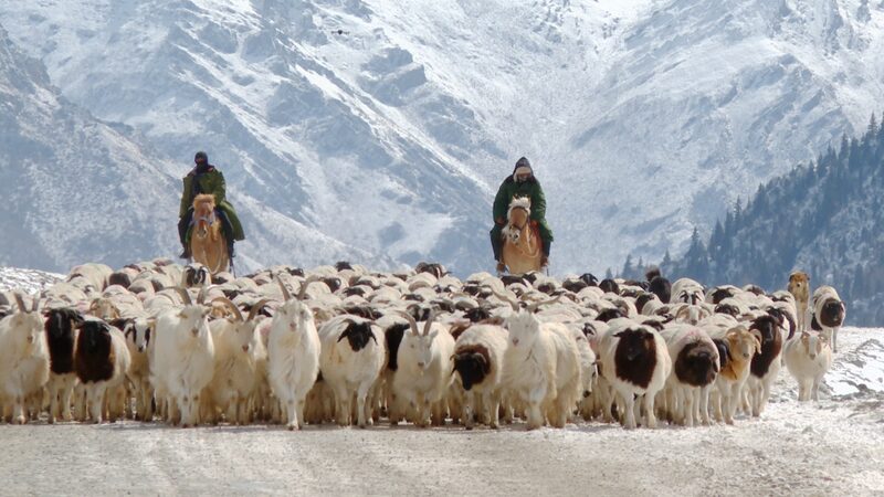 Spring_Pasture_Arrival__Livestock_Migrate_in_Xinjiang____poster - 🌍NewspaperAmigo – Your Global News Buddy 🗞️ Spring_Pasture_Arrival__Livestock_Migrate_in_Xinjiang___ video poster