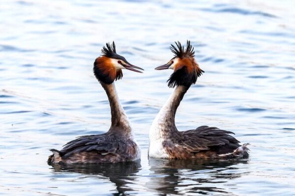 Spring Romance: Great Crested Grebes Dance at Beijing’s Summer Palace 🌸🦢 Spring_Romance__Great_Crested_Grebes_Dance_at_Beijing_s_Summer_Palace___