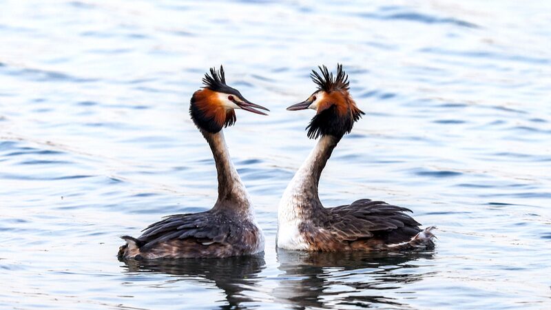 Spring_Romance__Great_Crested_Grebes_Dance_at_Beijing_s_Summer_Palace___