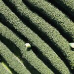 __Spring_Sips__Longjing_Tea_Harvest_Kicks_Off_in_Zhejiang_