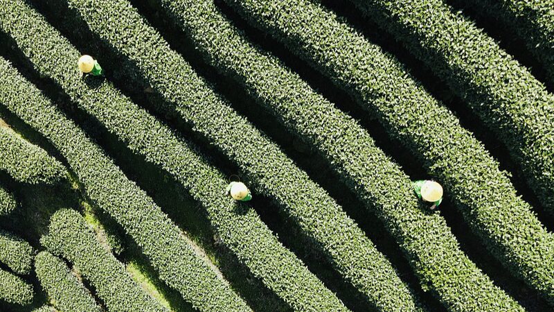 __Spring_Sips__Longjing_Tea_Harvest_Kicks_Off_in_Zhejiang_