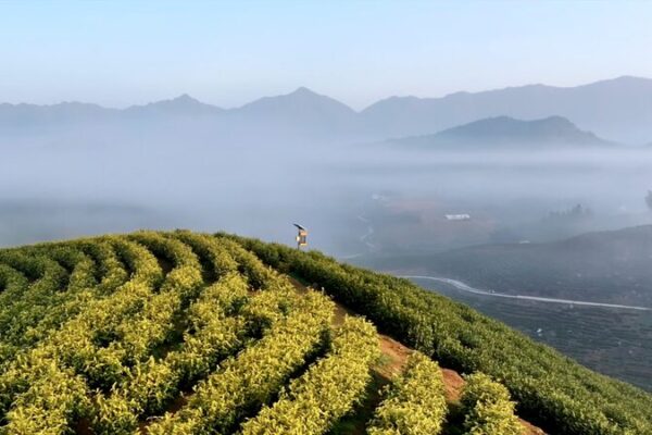 ___Spring_Tea_Harvest_Paints_Picturesque_Scenery_in_East_China_s_Liuxi_Village video poster