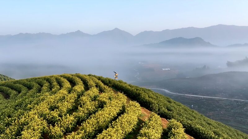 Spring_Tea_Harvest_Paints_Picturesque_Scenery_in_East_China_s_Liuxi_Village_poster - 🌍NewspaperAmigo – Your Global News Buddy 🗞️ ___Spring_Tea_Harvest_Paints_Picturesque_Scenery_in_East_China_s_Liuxi_Village video poster