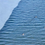 Spring_Thaw_Brings_Stunning_Bird_Scenes_to_Shanxi_Wetland___ video poster