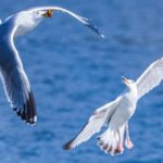 Spring_Wings__Migratory_Gulls_Paint_Hunhe_River_Sky____