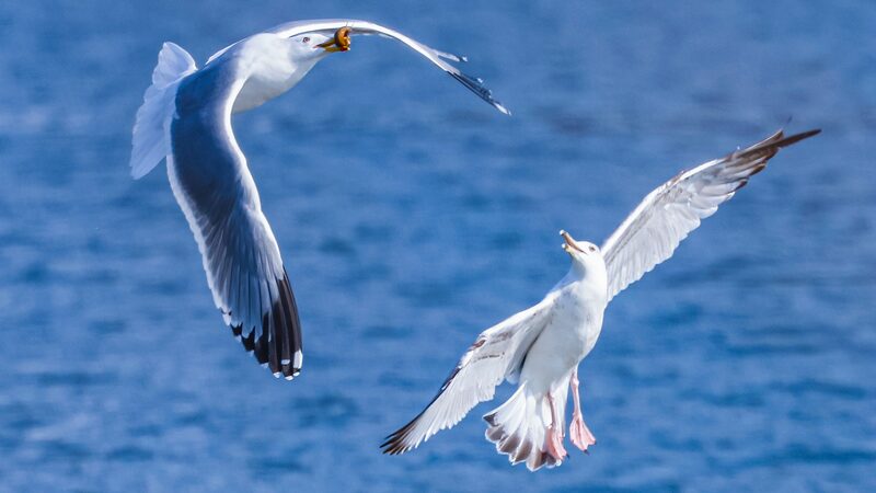 Spring_Wings__Migratory_Gulls_Paint_Hunhe_River_Sky____ - 🌍NewspaperAmigo – Your Global News Buddy 🗞️ Spring_Wings__Migratory_Gulls_Paint_Hunhe_River_Sky____