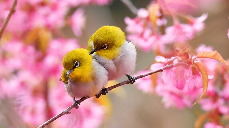 Spring_s_Early_Symphony__Blossoms___Birds_Along_Nanming_River___