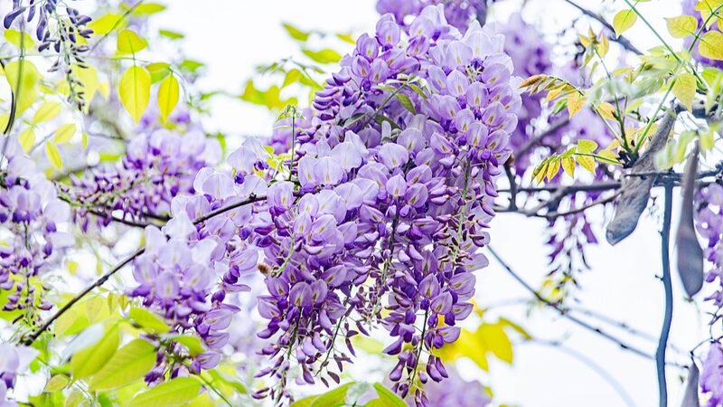 Spring_s_Purple_Cascade__Chinese_Wisteria_Blooms_Stun_Visitors___