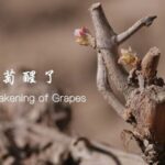 Springtime_Alarm_for_Vines__Helan_Farmers_Wake_Sleeping_Grapes___ video poster
