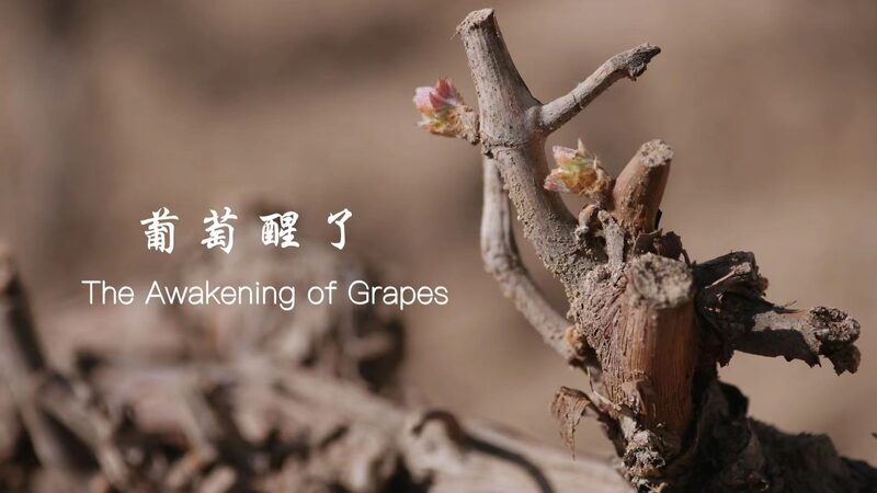 Springtime_Alarm_for_Vines__Helan_Farmers_Wake_Sleeping_Grapes___ video poster