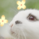 Step_Into_a_Fairytale_at_Jiangsu_s_Holland_Flower_Park___ video poster