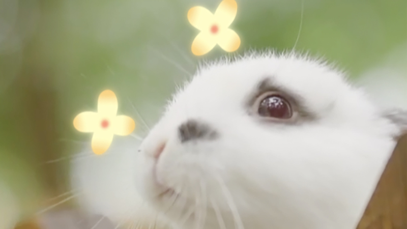Step_Into_a_Fairytale_at_Jiangsu_s_Holland_Flower_Park___ video poster