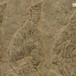 Step_into_History_at_Luoyang_s_Han_Dynasty_Museum___