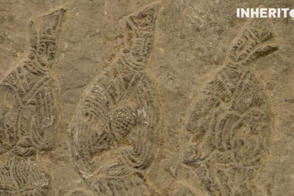 Step into History at Luoyang’s Han Dynasty Museum 🌏✨ Step_into_History_at_Luoyang_s_Han_Dynasty_Museum___